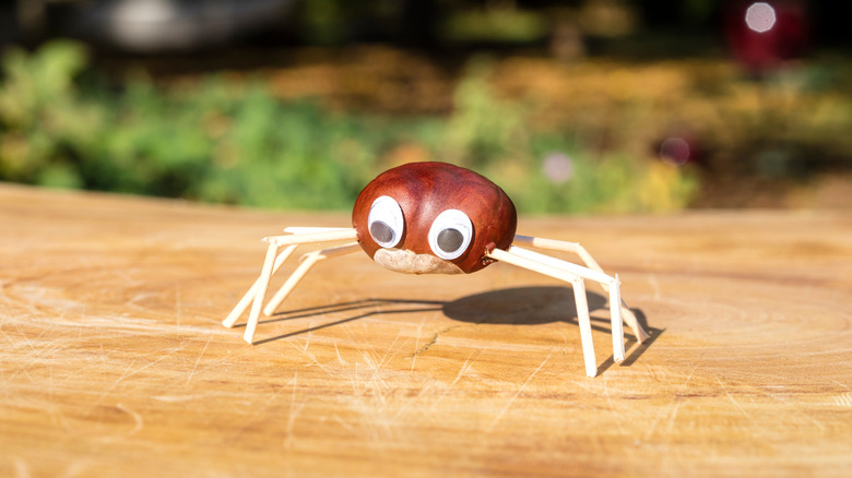 conker spider outdoors