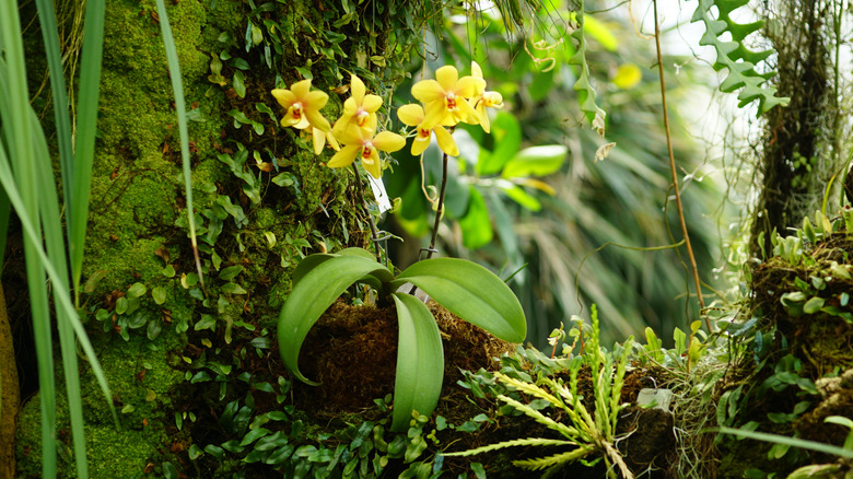 Yellow orchid growing on tree