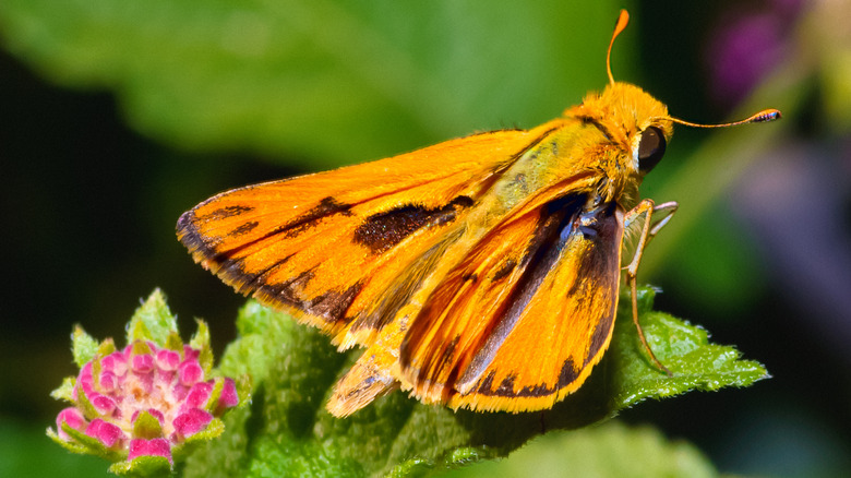 Fiery skipper in lawn