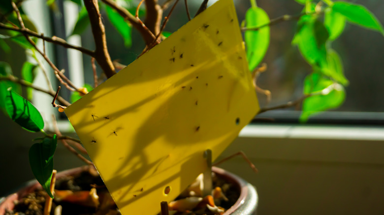 Fly paper on houseplant