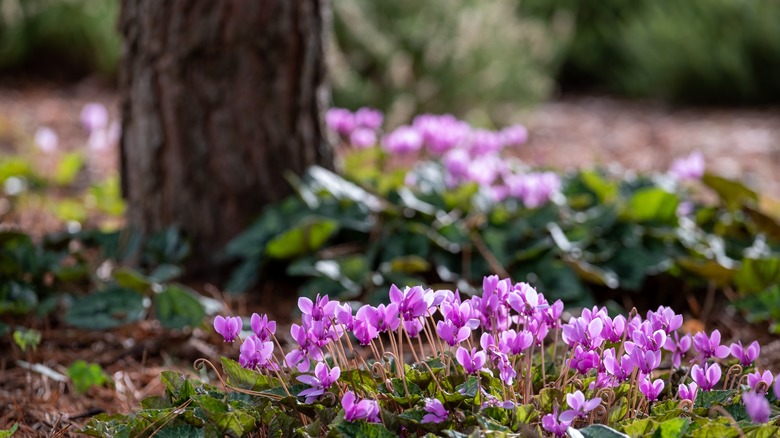 pink flowers under a tree