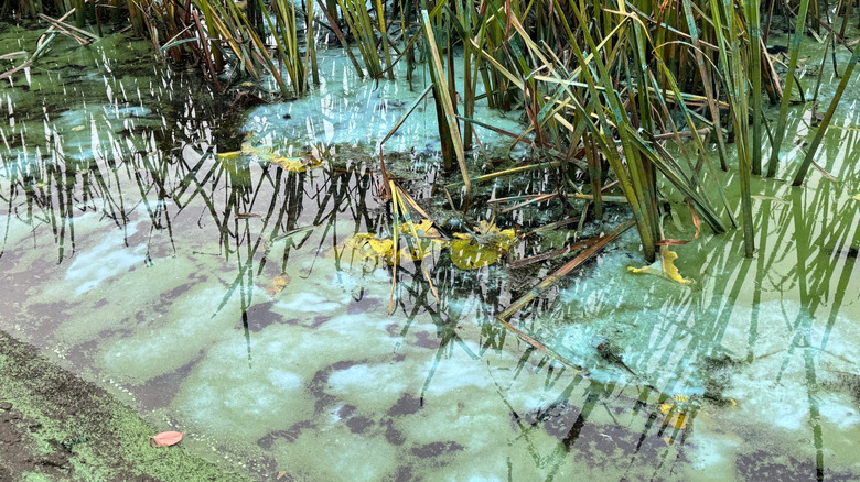 Pale blue algae bloom in water by tall grass