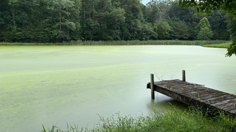 Algae bloom in a farm pond with a dock extending into it