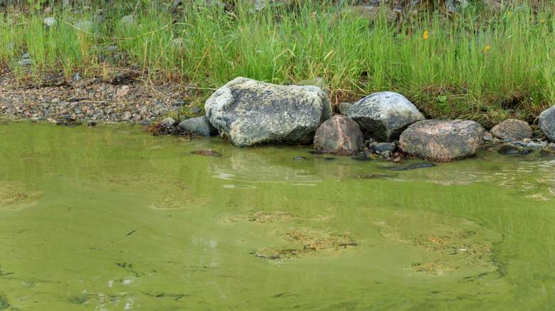 Green grass and gray rocks on shore contrast with green water from an algae bloom
