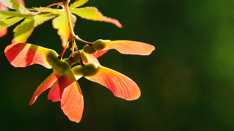 Red maple seeds on branch