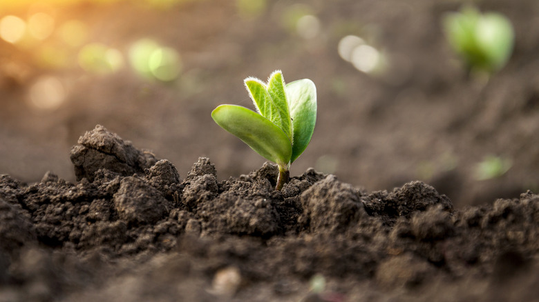 small plant sprouting from soil