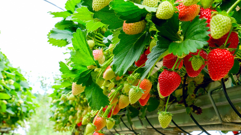 hydroponically-grown strawberries outdoors