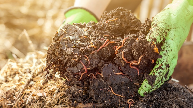 gardener digging up worms