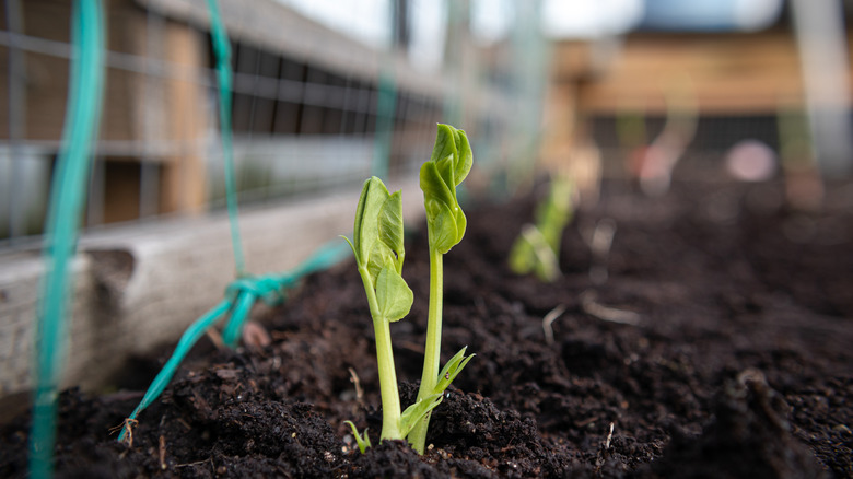 pea seedling growing in starter bed