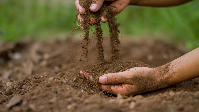 Hand checking soil quality