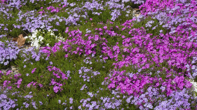 Colorful creeping phlox