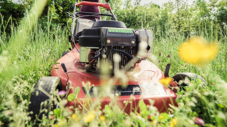 Lawnmower cutting back flowers