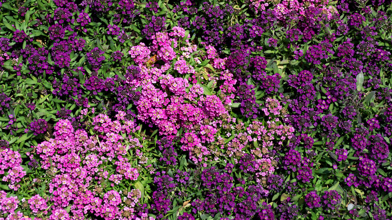 Pink and purple alyssum