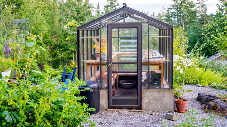 greenhouse in backyard