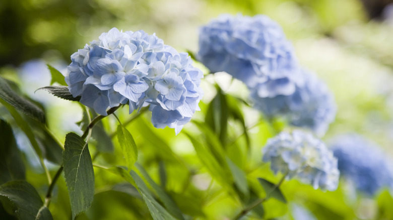 blue hydrangeas