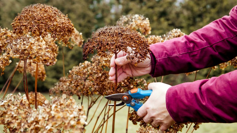 pruning hydrangeas