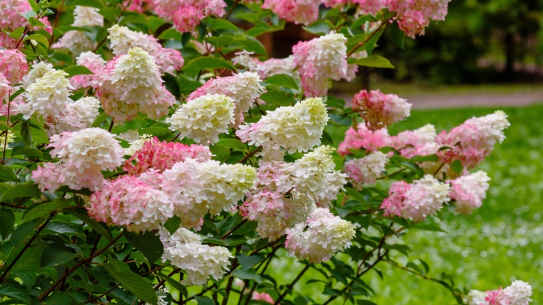 panicle hydrangea