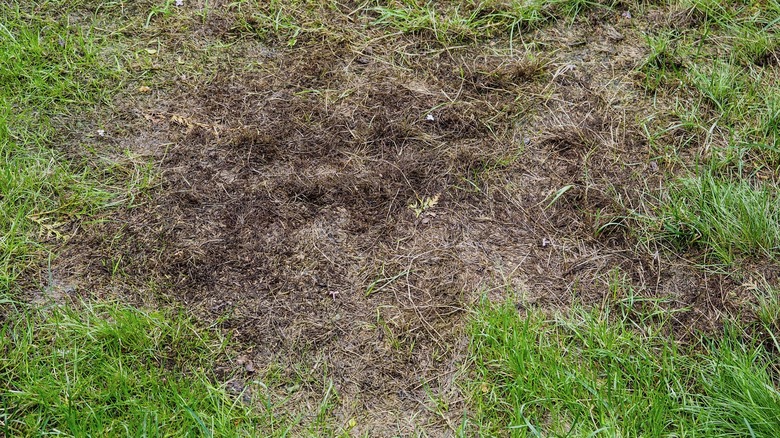Different grass