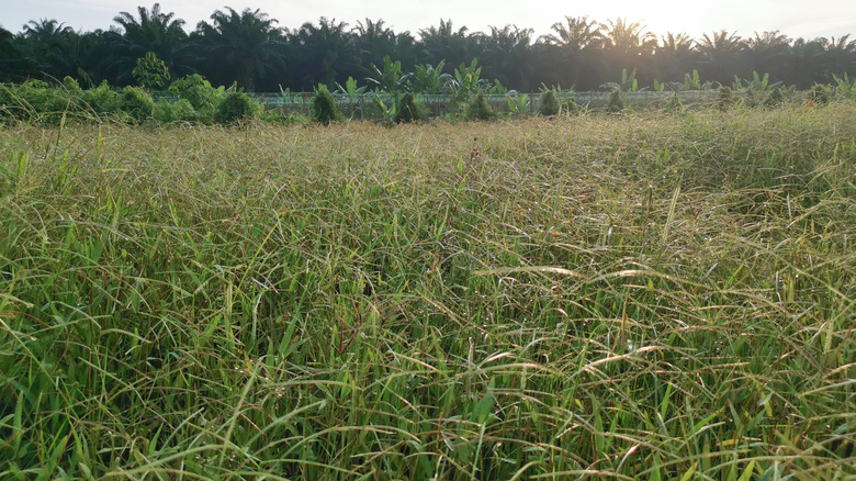 Bahia grass
