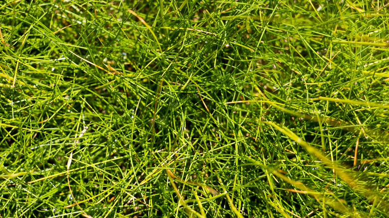 Fine fescue