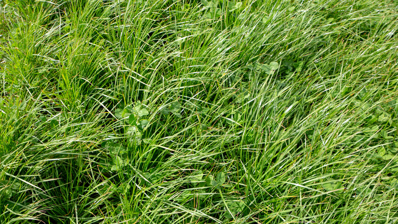 Perennial ryegrass
