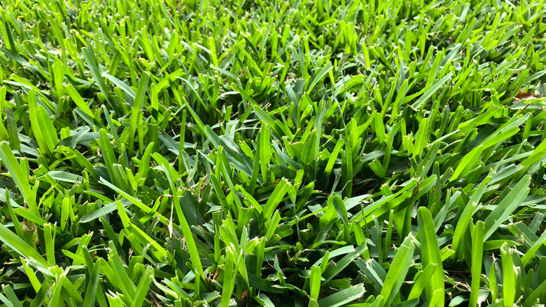 St. Augustine grass