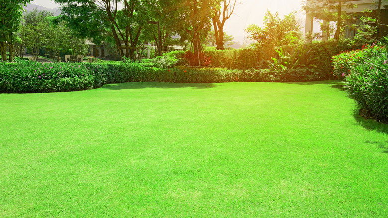 Zoysia grass lawn