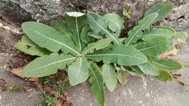 Annual sow thistle 
