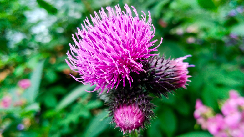 Burdock
