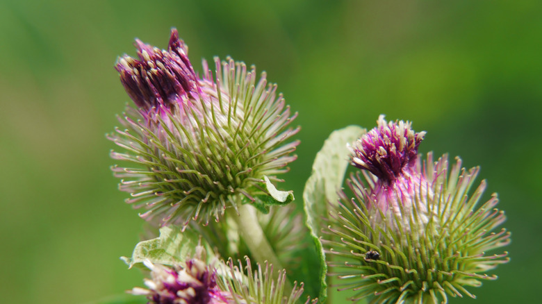 Canada thistle 