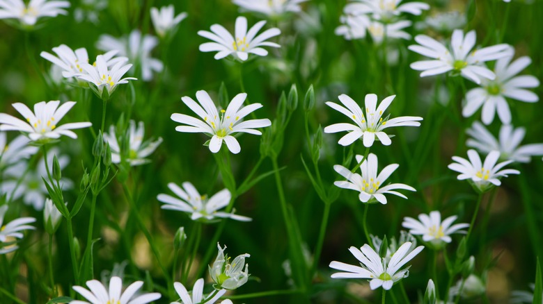 Chickweed