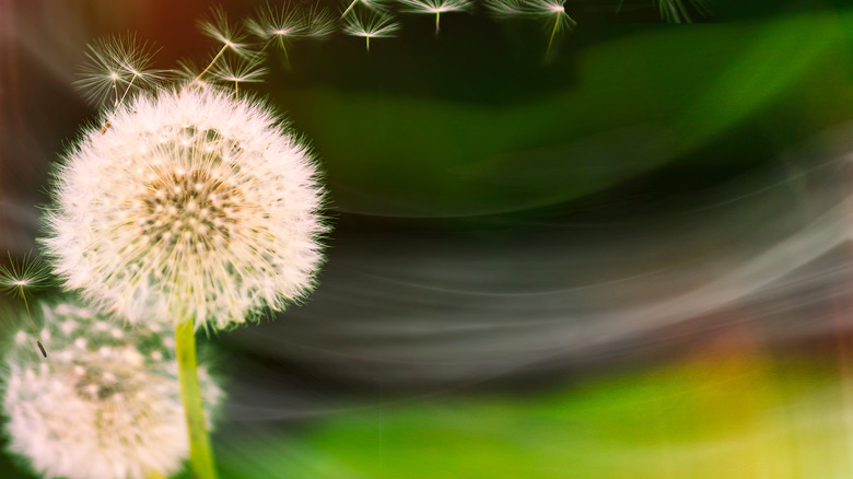 Dandelion