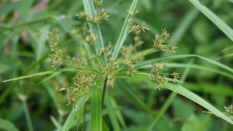Nutsedge