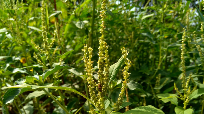 Pigweed