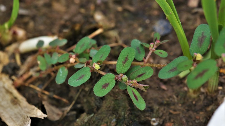 Prostrate spurge