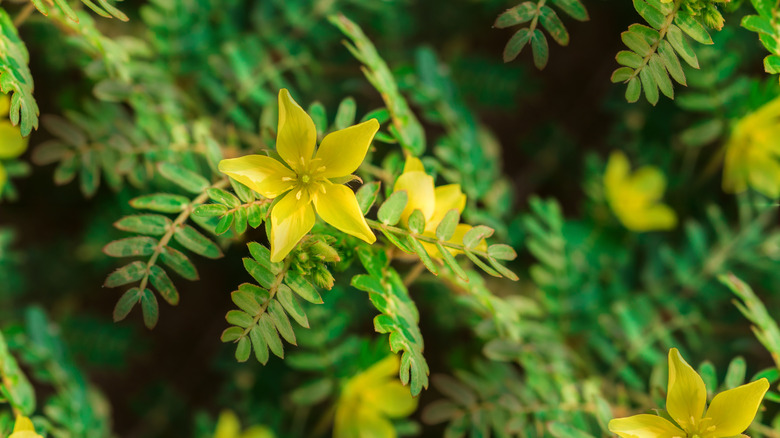 Puncturevine