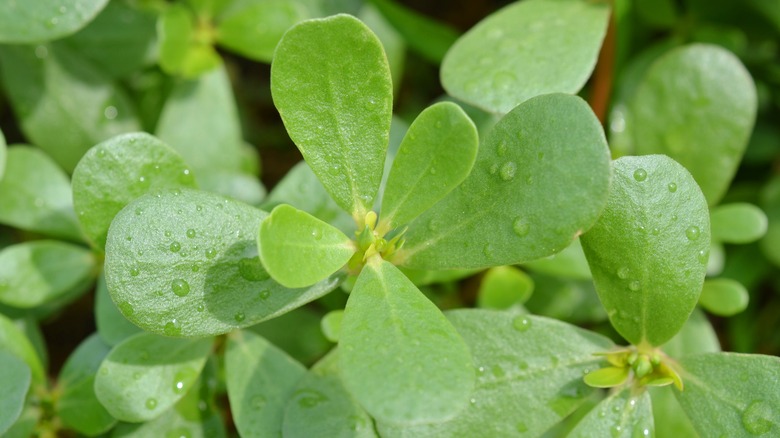 Purslane