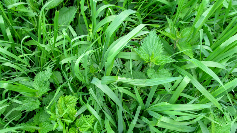 Quack grass