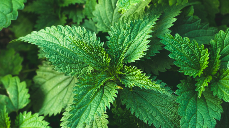 Stinging nettle