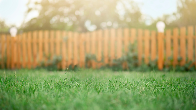 Wooden fence and green grass