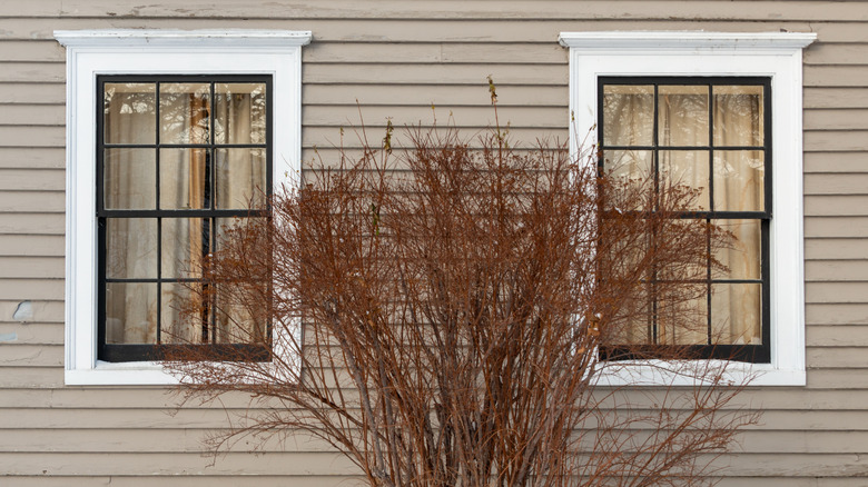 Two windows in a wood paneled house with red brown shrub between them
