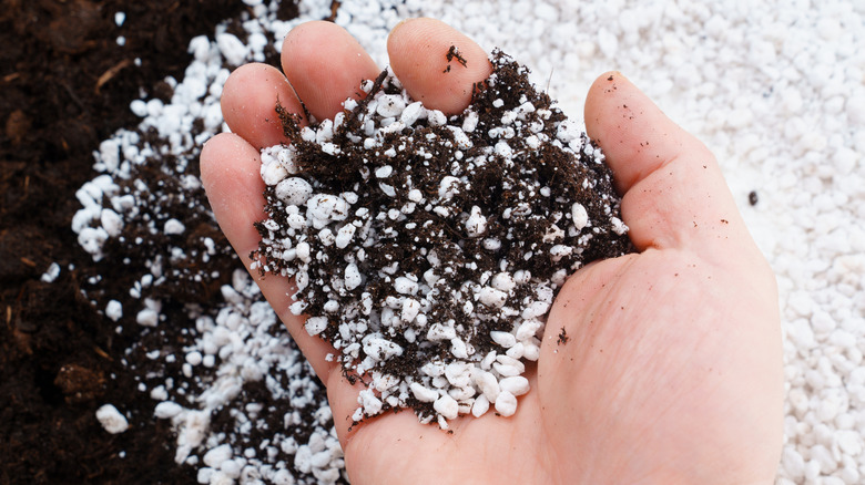 Person with soil and perlite in their palm