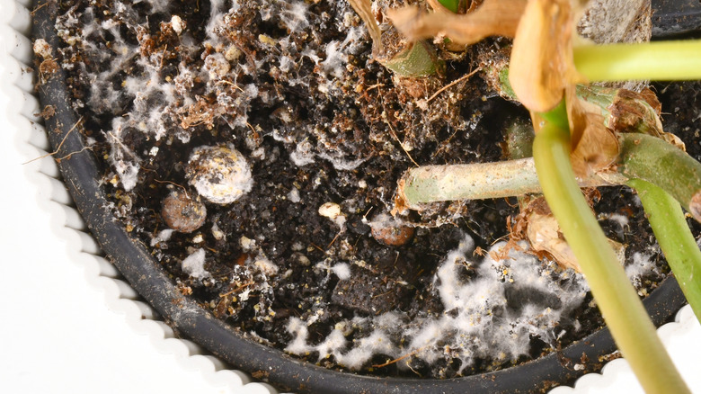 mold in a house plant