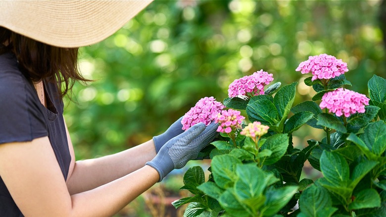 A woman wearing a straw hat tends to a pink hydrangea bush