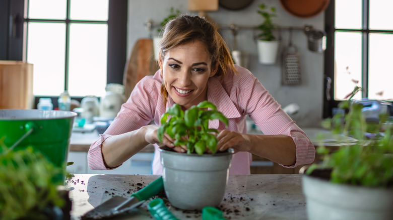 woman gazing at basil plant