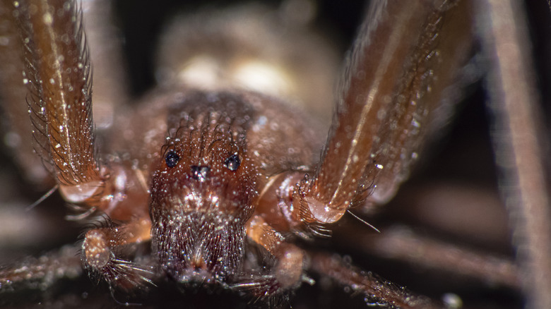 Close-up of a brown recluse spider