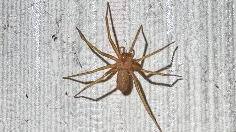 Brown recluse spider on a granite wall