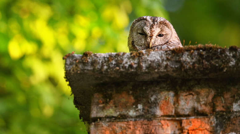 Owl in a chimney