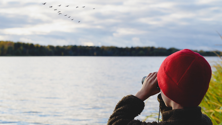 A boy watching birds fly