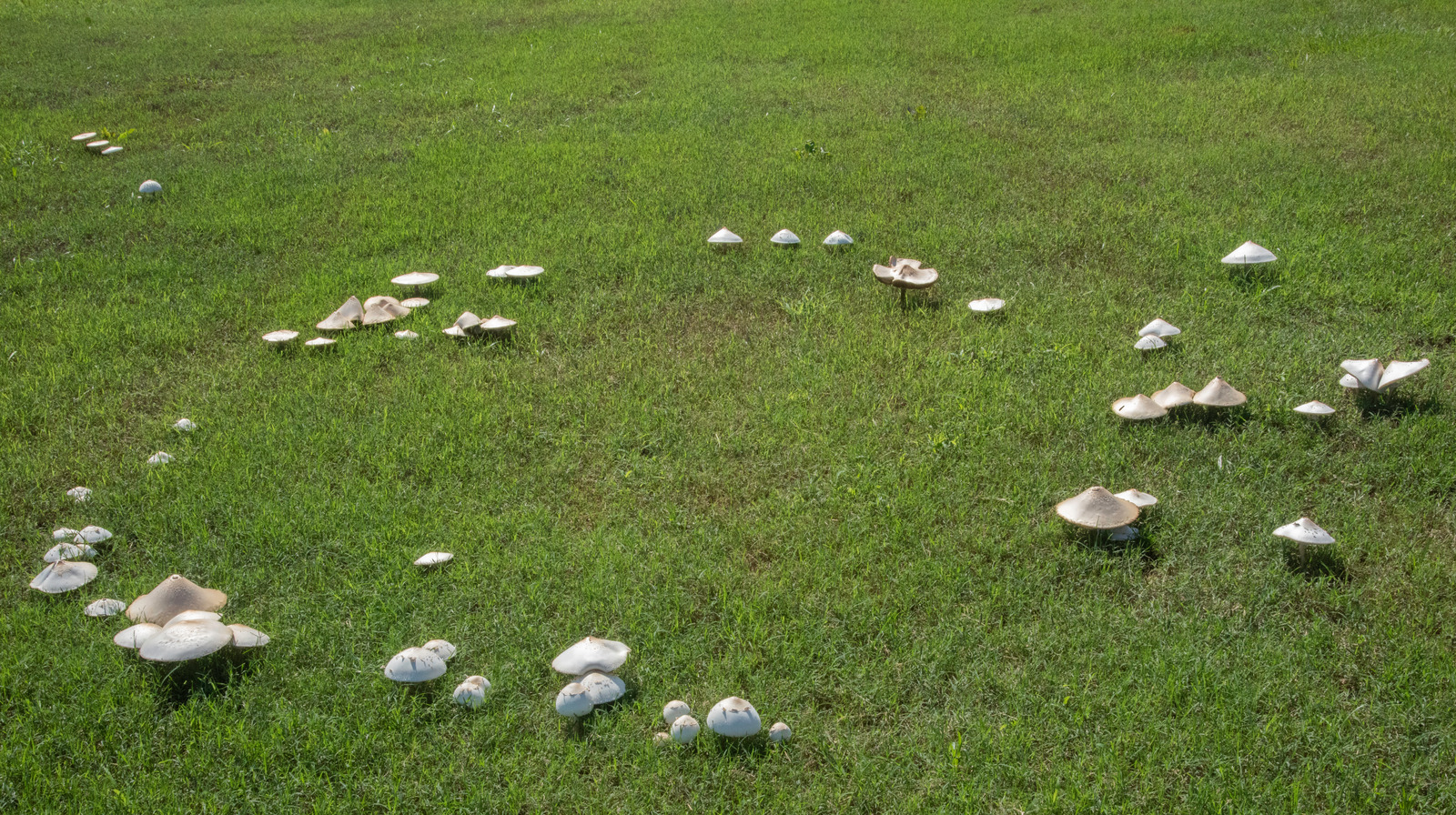 What Causes A Fairy Ring In Your Lawn And What Can You Do About It?